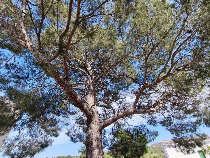 Image No.7-5 Bed Country House for sale