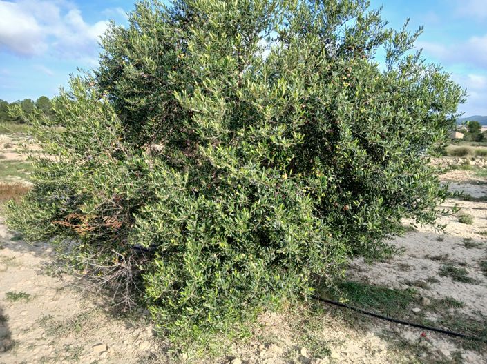 Image No.3-Land for sale