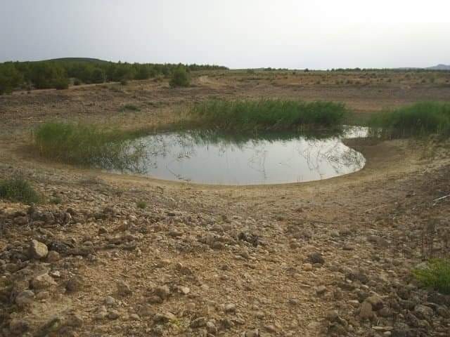 Image No.2-Terre à vendre à Yecla