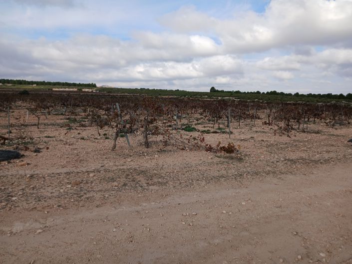 Image No.20-Terre à vendre à Yecla