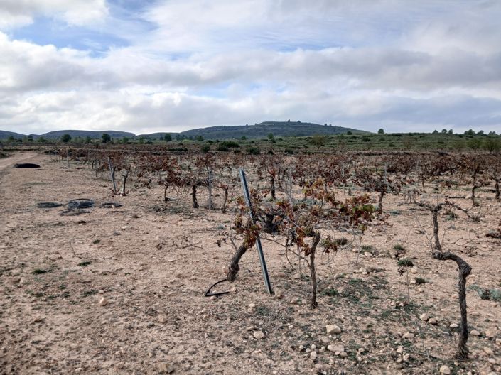 Image No.22-Terre à vendre à Yecla