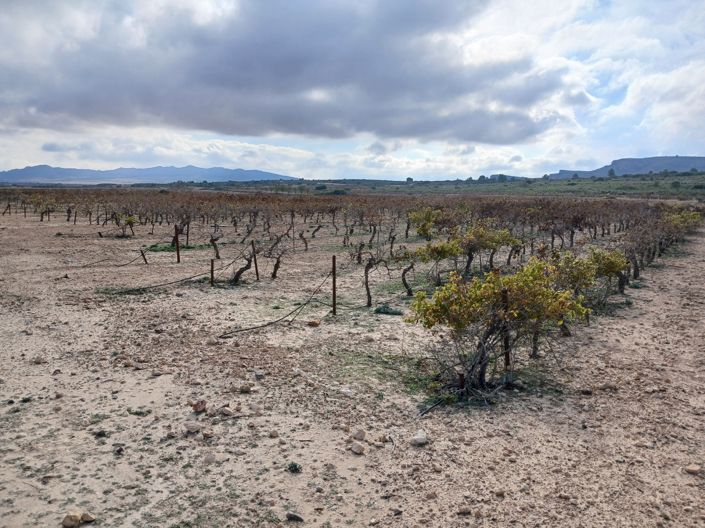 Image No.24-Terre à vendre à Yecla