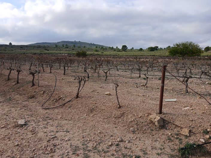 Image No.25-Terre à vendre à Yecla