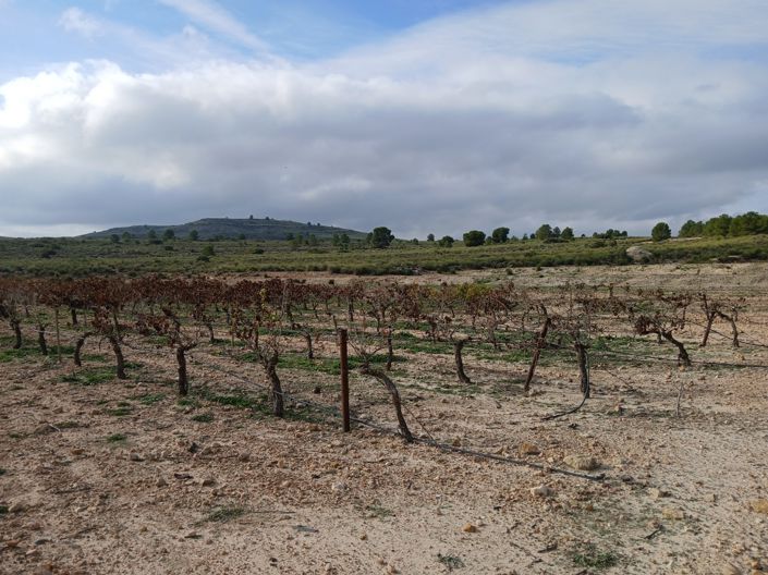 Image No.28-Terre à vendre à Yecla