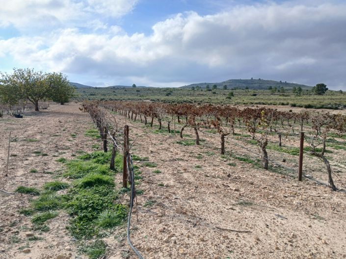 Image No.29-Terre à vendre à Yecla