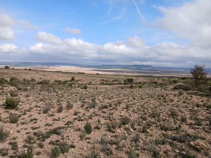 Image No.5-Terre à vendre à Yecla