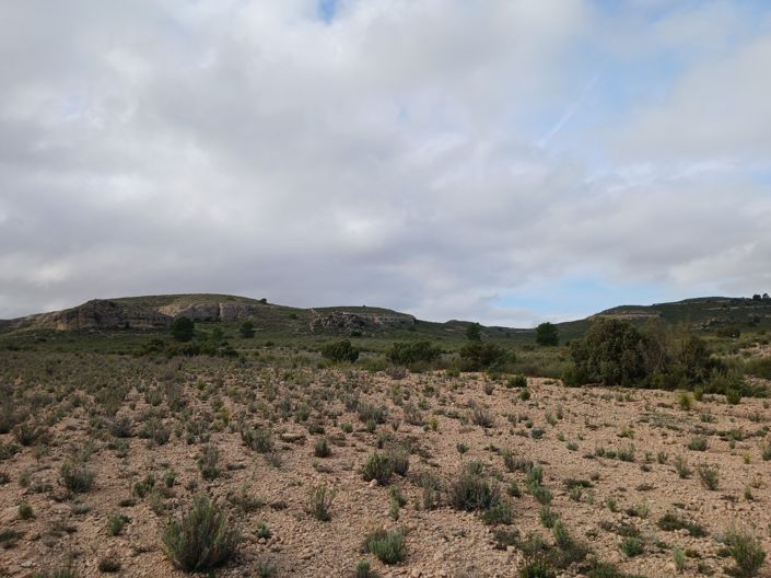 Image No.6-Terre à vendre à Yecla