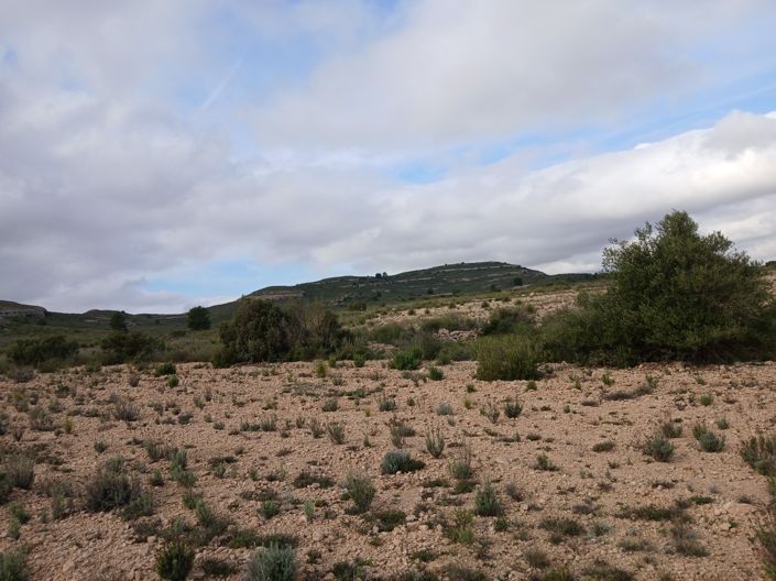 Image No.7-Terre à vendre à Yecla