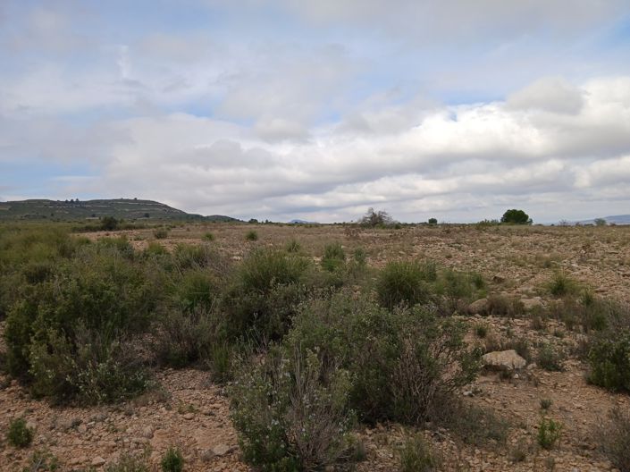 Image No.9-Terre à vendre à Yecla