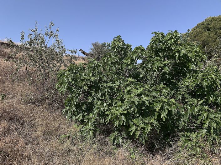 Image No.29-Maison de ville de 3 chambres à vendre à Casas del Señor