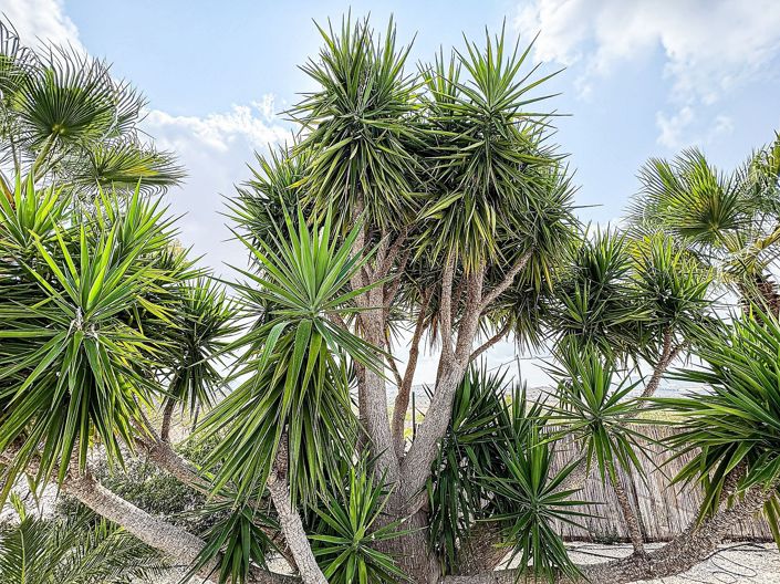 Image No.26-5 Bed Villa for sale