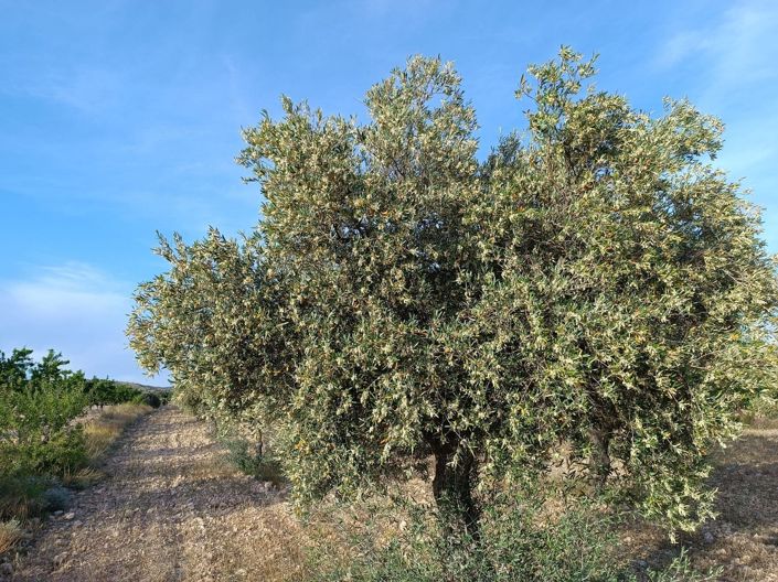 Image No.3-Country House for sale