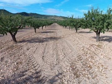 wwhatsapp-image-2025-09-24-at-133737-1-