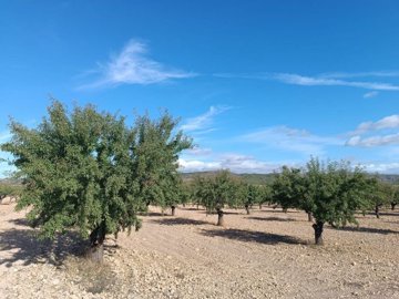 wwhatsapp-image-2025-09-24-at-133743