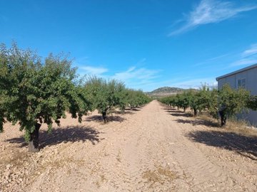 wwhatsapp-image-2025-09-24-at-133742-2-