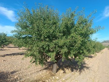 wwhatsapp-image-2025-09-24-at-133744