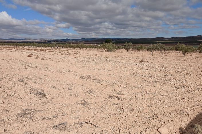 Image No.1-Terre à vendre à Yecla