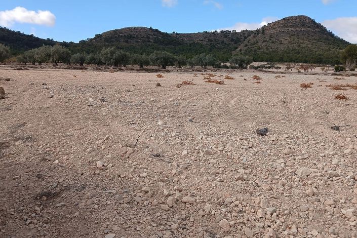 Image No.10-Terre à vendre à Yecla
