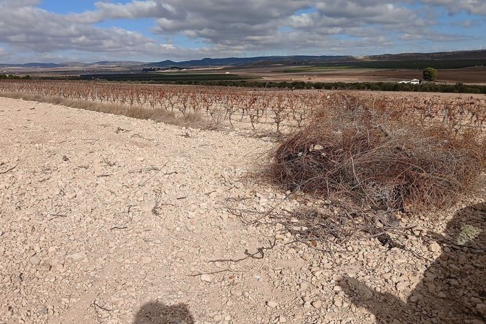 Image No.12-Terre à vendre à Yecla