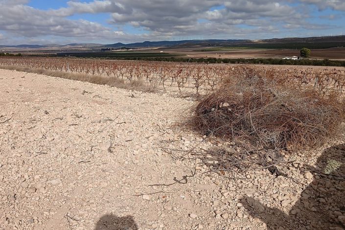 Image No.12-Terre à vendre à Yecla