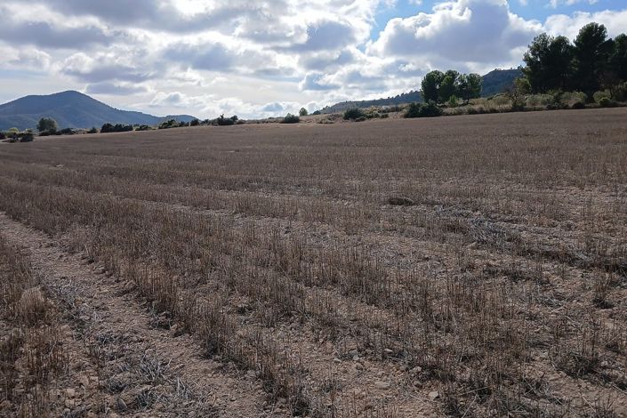 Image No.17-Terre à vendre à Yecla