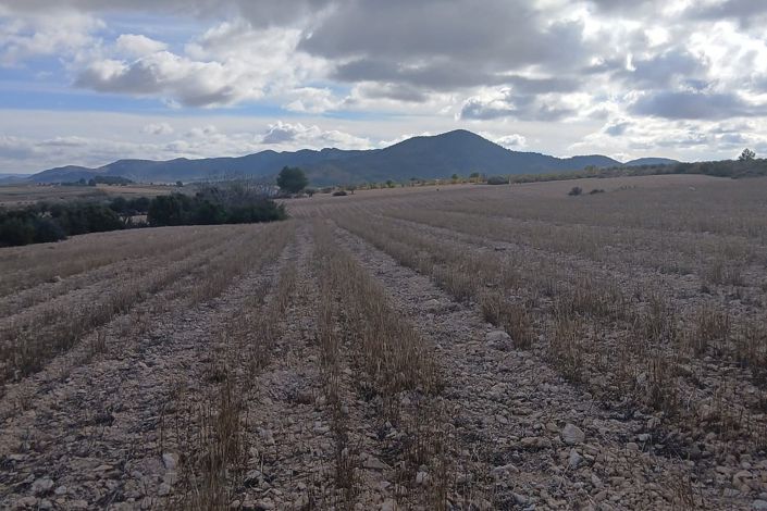 Image No.20-Terre à vendre à Yecla