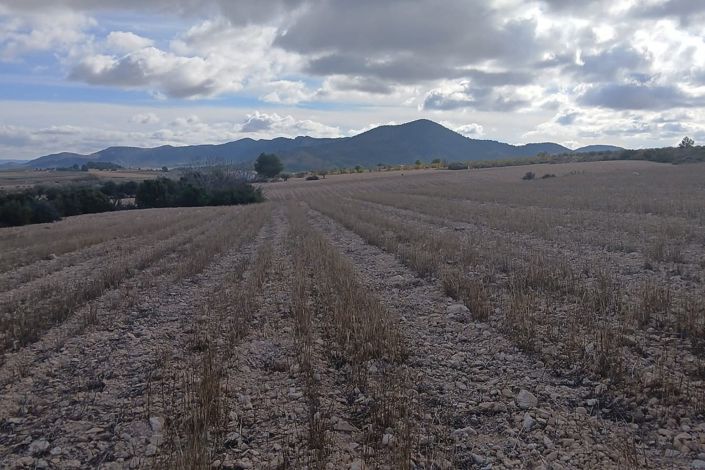 Image No.20-Terre à vendre à Yecla