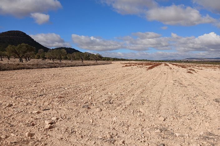 Image No.8-Terre à vendre à Yecla