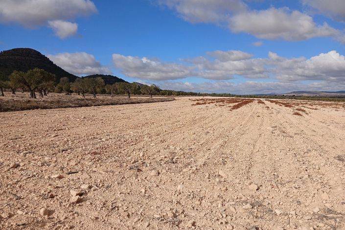 Image No.8-Terre à vendre à Yecla