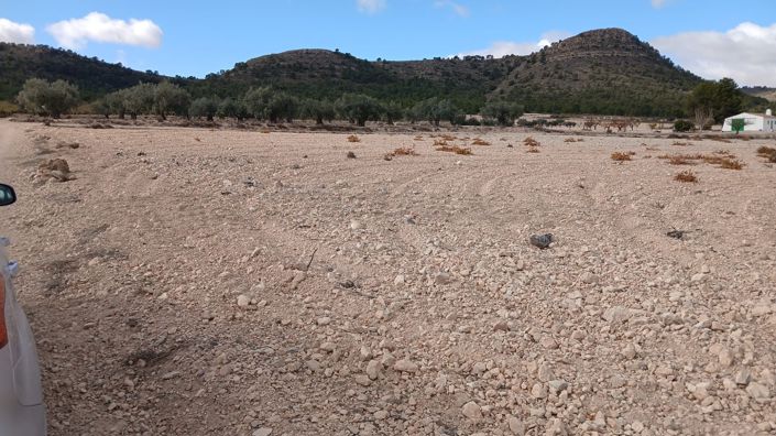 Image No.12-Terre à vendre à Yecla