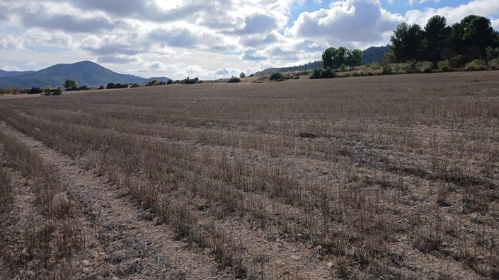 Image No.15-Terre à vendre à Yecla