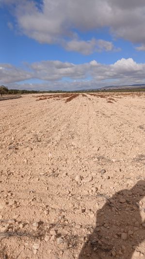 Image No.2-Terre à vendre à Yecla