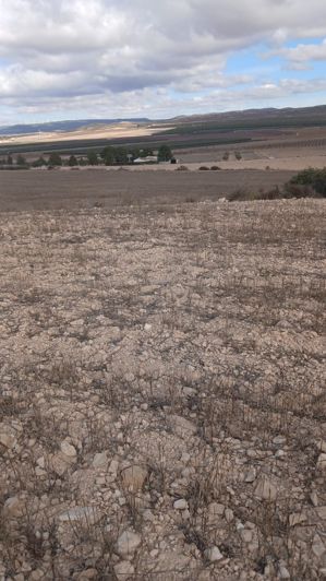 Image No.20-Terre à vendre à Yecla