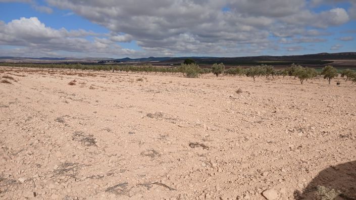 Image No.3-Terre à vendre à Yecla