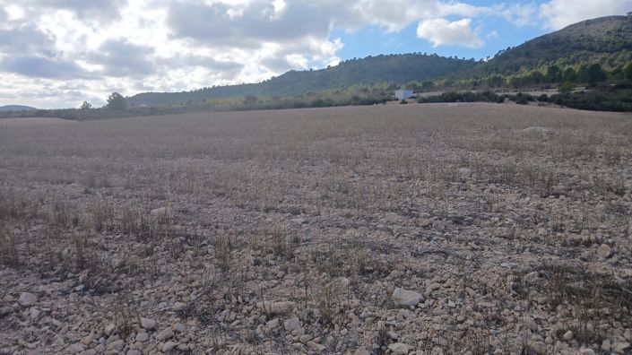 Image No.8-Terre à vendre à Yecla