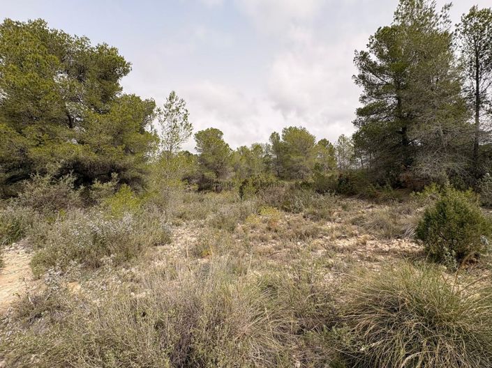 Image No.11-Terre à vendre à Petrer