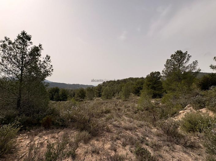 Image No.17-Terre à vendre à Petrer