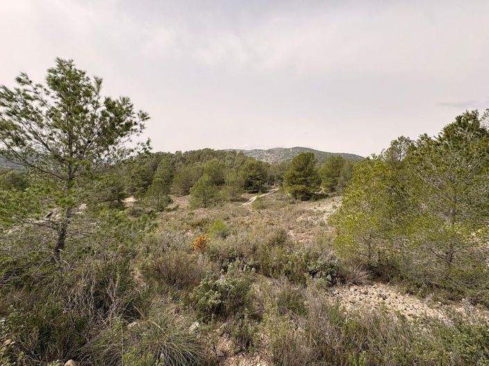 Image No.2-Terre à vendre à Petrer