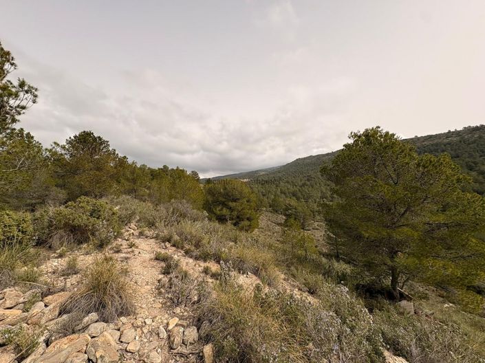 Image No.5-Terre à vendre à Petrer