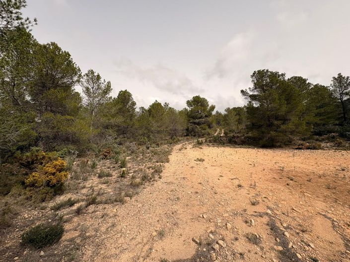 Image No.7-Terre à vendre à Petrer