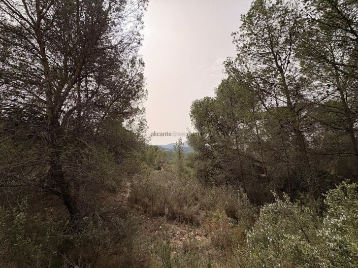 Image No.8-Terre à vendre à Petrer