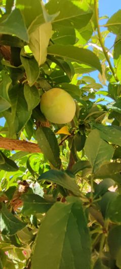 Image No.15-5 Bed Villa for sale