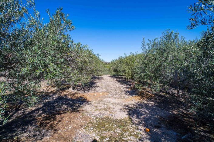 Image No.39-Finca de 4 chambres à vendre à Santomera