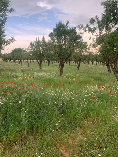 Image No.5-Land for sale