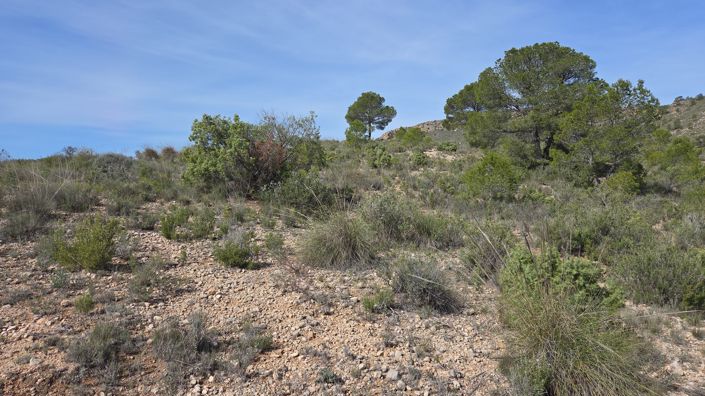 Image No.2-Land for sale