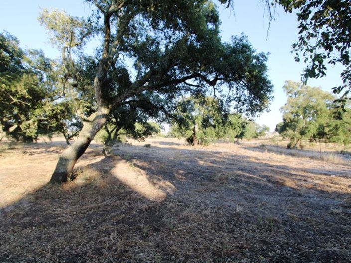 Image No.28-Ferme de 3 chambres à vendre à Palmela