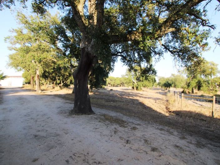 Image No.30-Ferme de 3 chambres à vendre à Palmela