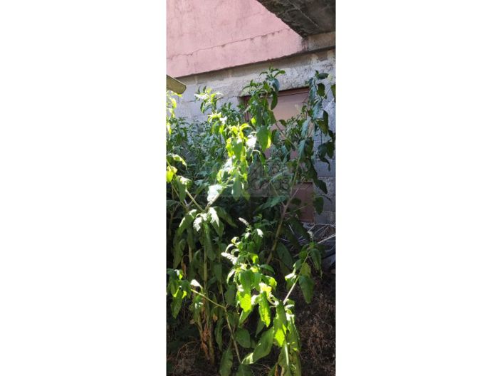 Image No.16-1 Bed House for sale