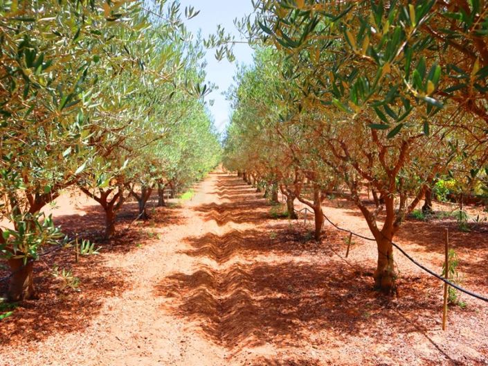 Image No.51-4 Bed Farmhouse for sale