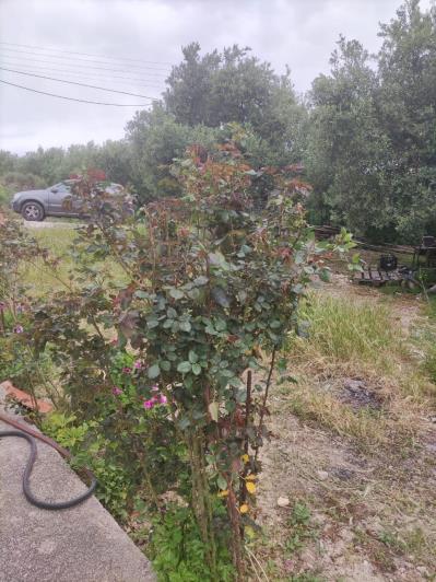 Image No.18-3 Bed Country House for sale